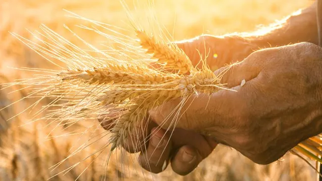Syngenta Cultivates Double-Digit Growth