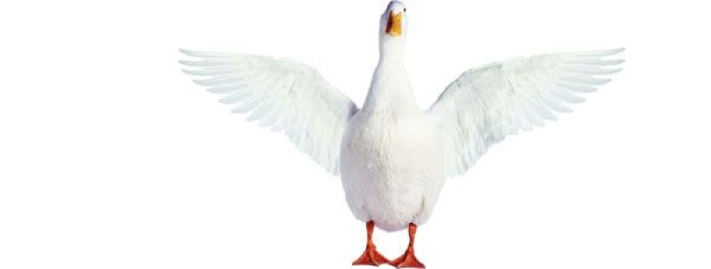 Keeping Promises Helps Aflac Build Lasting Customer Trust