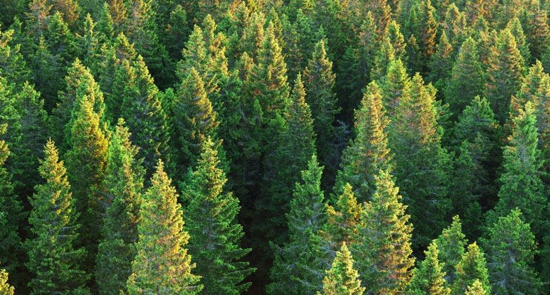 Take an Evergreen Approach to Loyalty Growth