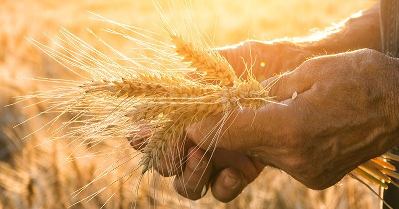 Syngenta Cultivates Double-Digit Growth